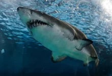 great white shark