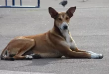 zdroj