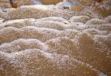 a bird is standing on a beach covered in snow