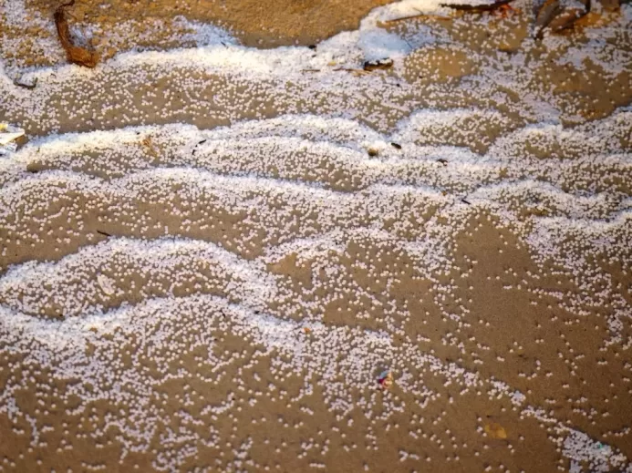 a bird is standing on a beach covered in snow