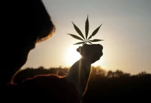 person holding white flower during sunset