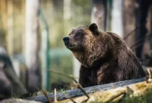 Fotka medvěda Grizzly
