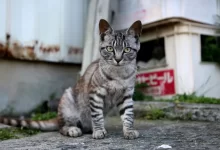 zdroj
