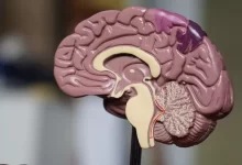 brown brain decor in selective-focus photography