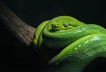 green snake on brown branch close-up photo