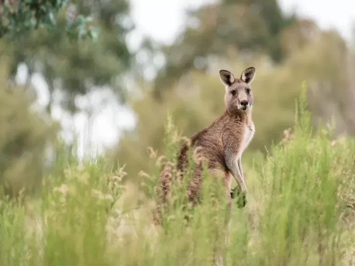 kangaroo, eastern grey kangaroo, animal