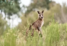 kangaroo, eastern grey kangaroo, animal