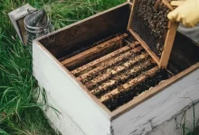person removing a brown woooden artificial bee hive from a box