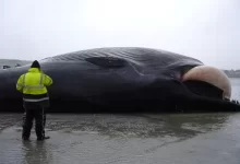 Beached fin whale 1
