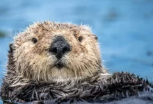 brown and black seal in water