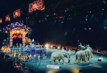 gray elephants performing on circus