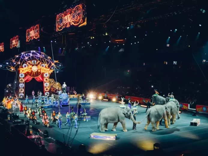 gray elephants performing on circus