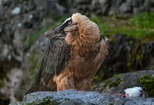 Bearded Vulture Perching on a Rocks