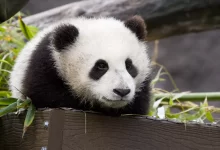 Baby panda Xiao Liwu
