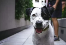 white and black American pit bull terrier at daytime