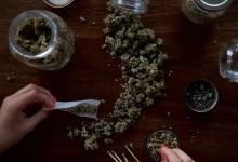 person holding paper on kush