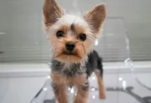brown and black yorkshire terrier puppy on white table