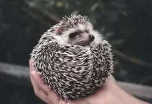 person holding white and black hedgehog