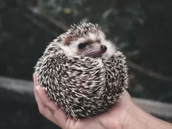 person holding white and black hedgehog