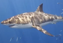 Zdroj Great White Shark