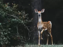 brown deer beside plants