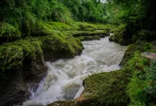 river near grass terrain