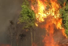 Blazing Fire in the Forest