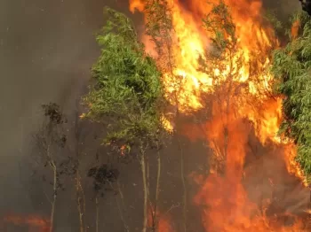 Blazing Fire in the Forest