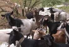 kaldarimi goats
