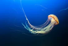 photo of brown jellyfish