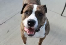 brown and white short coated dog