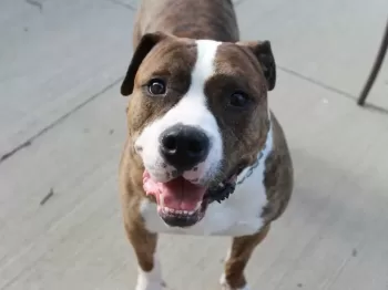 brown and white short coated dog