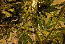 cannabis leaves and stem