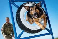 RAF Police Dog Training