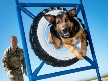 RAF Police Dog Training