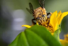 a bee sitting on top of a yellow flower