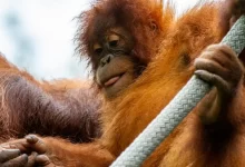 brown monkey holding gray rope