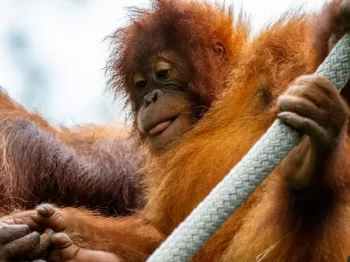 brown monkey holding gray rope