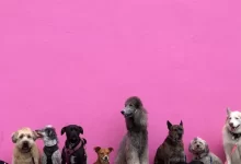 litter of dogs fall in line beside wall