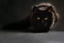 Close-up of a black cat with captivating yellow eyes, set against a dark background.