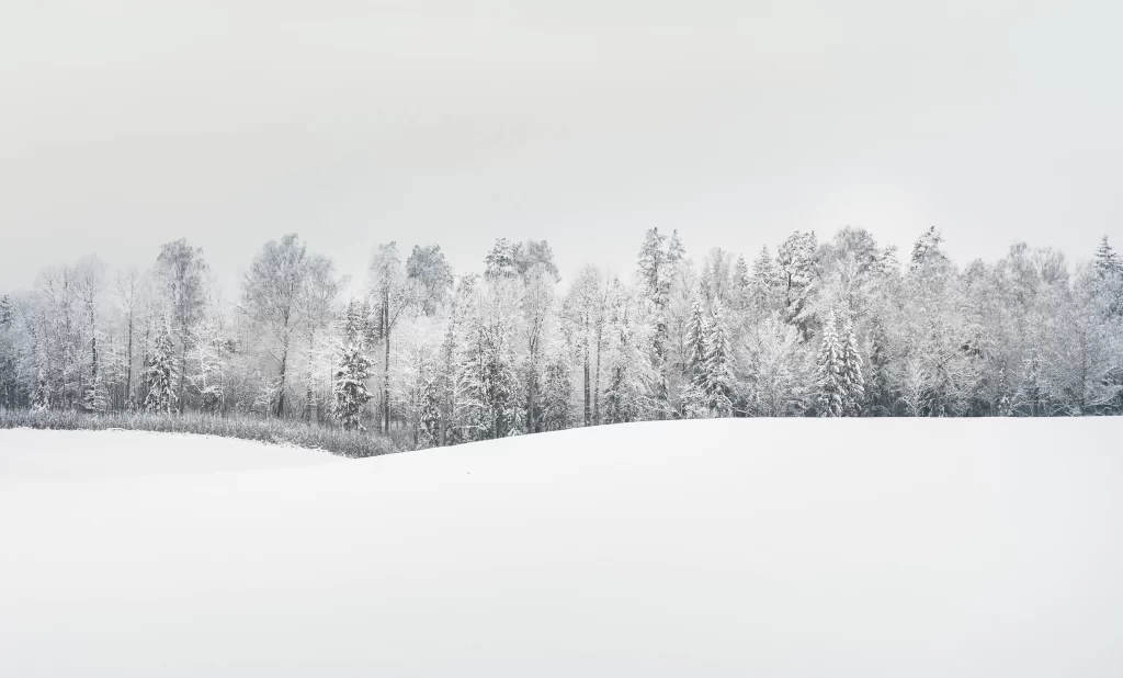 V okolí Jihočeského kraje se nachází nádherná příroda. Zdroj: Shutterstock - Pravda24 Zimní krajina s lesem.