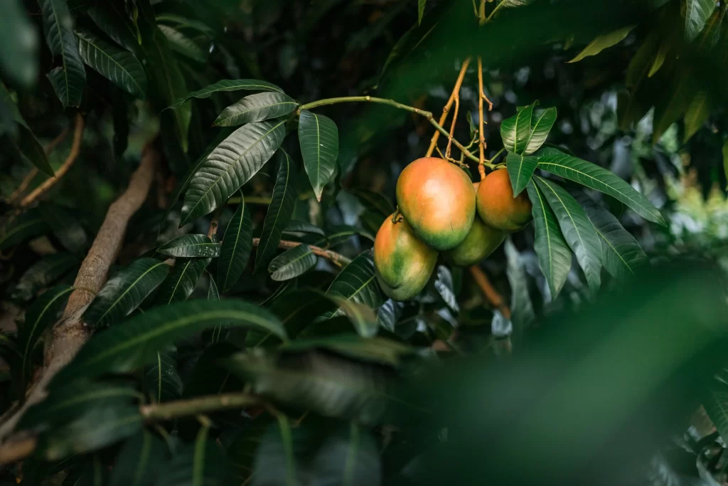 Mango je oblíbeným subtropickým ovocem u nás i ve světě. Zdroj: Shutterstock - Pravda24 Mango na větvi.