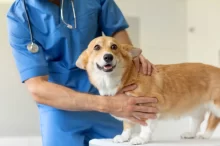Veterinář se psem