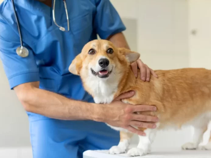 Veterinář se psem