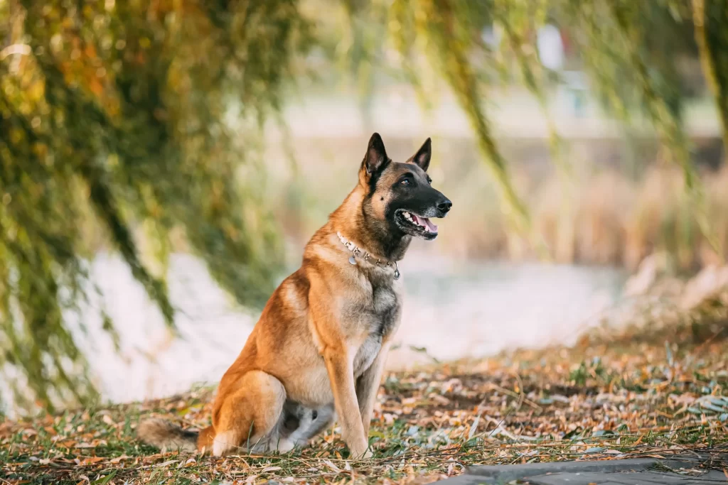 shutterstock_1653674548 - Pravda24 belgický ovčák