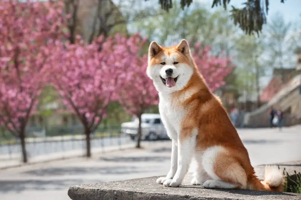 shutterstock_2305386835 - Pravda24 Akita Inu.