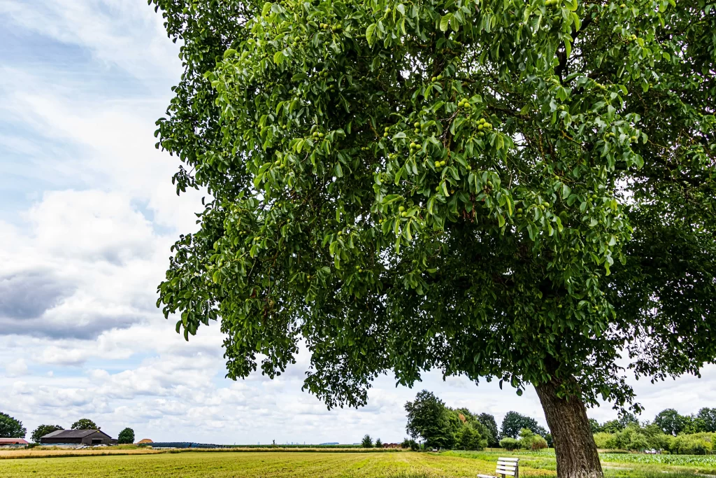 shutterstock_2305723961_optimized - Pravda24 pohled na lavičku pod ořešákem