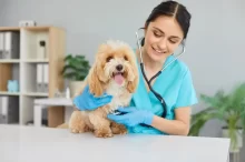 Veterinářka při práci.