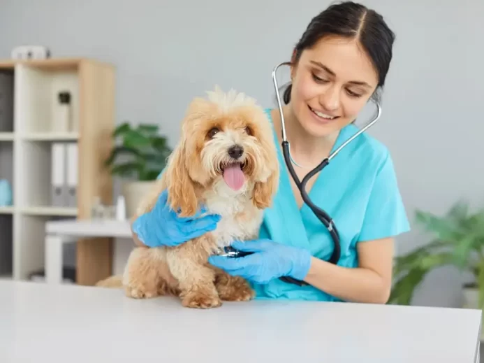 Veterinářka při práci.
