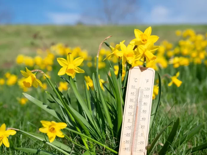 Teploměr s narcisy okolo.